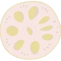renkon